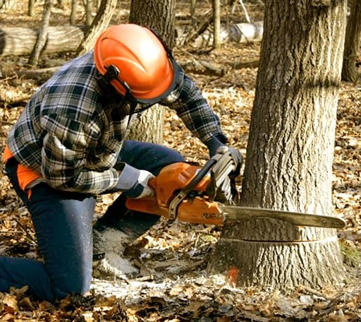 Tree Removal in Ralls, TX